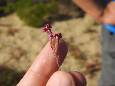 Slender campion