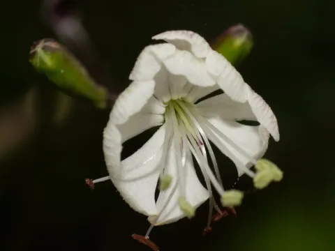 Silene longicilia