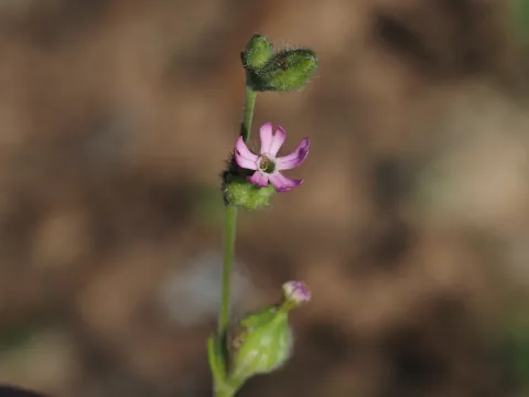 Silene sclerocarpa