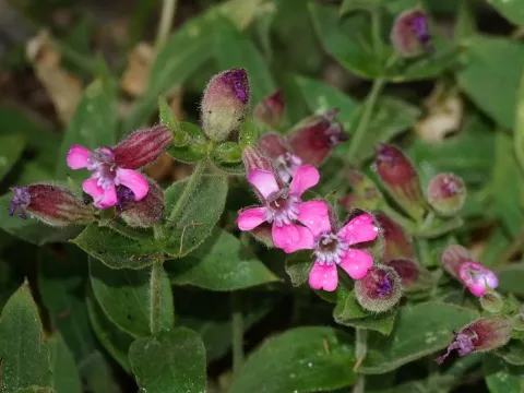 Sharp-leaved catchfly