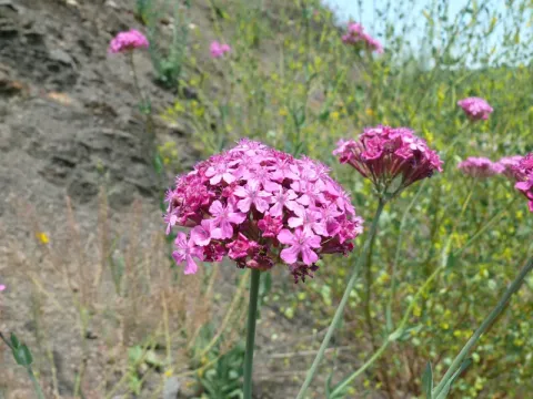 Silene congesta