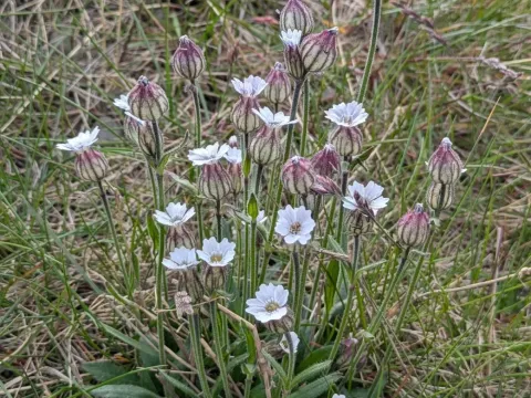 Silene involucrata