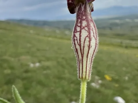 Vallesian catchfly