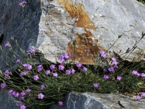 Larch-leaved pink
