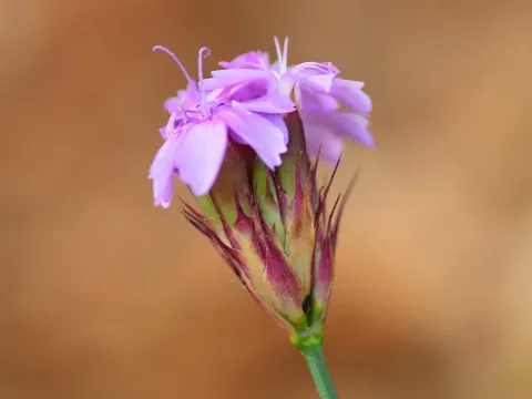 Pine-leaf pink
