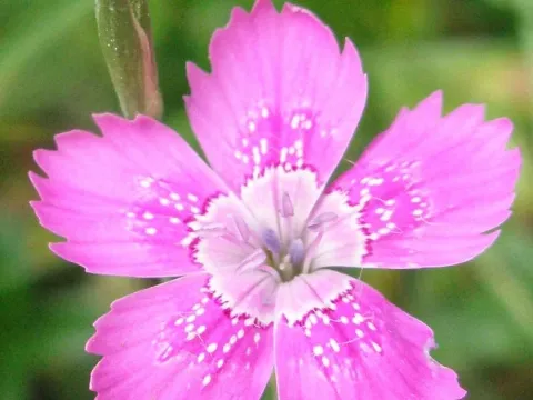 Degen's pink
