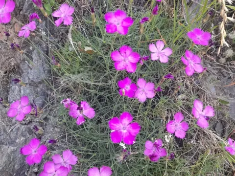 Vigo's Pink