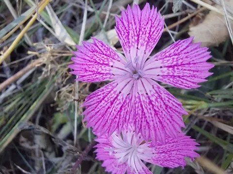 Dianthus collinus