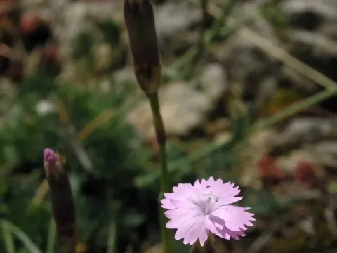 Dianthus geminiflorus