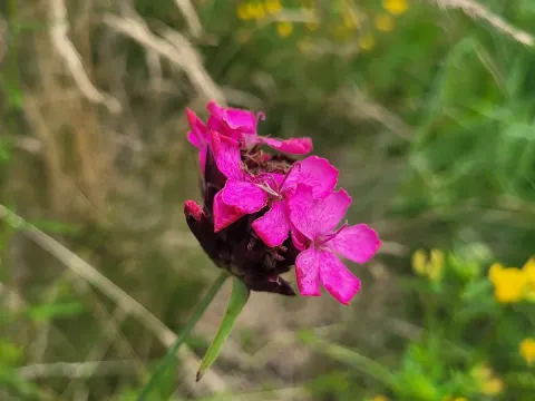 Dianthus cruentus