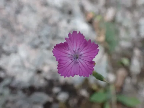Granite pink
