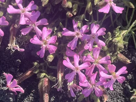 Saponaria sicula