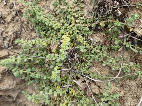 Shore rupturewort