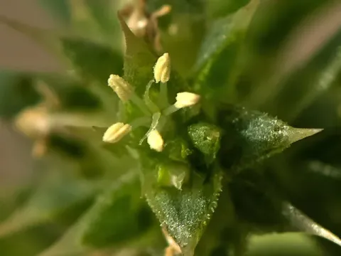 Herniaria latifolia