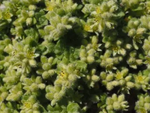Alpine rupturewort