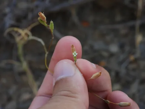 Silene inaperta