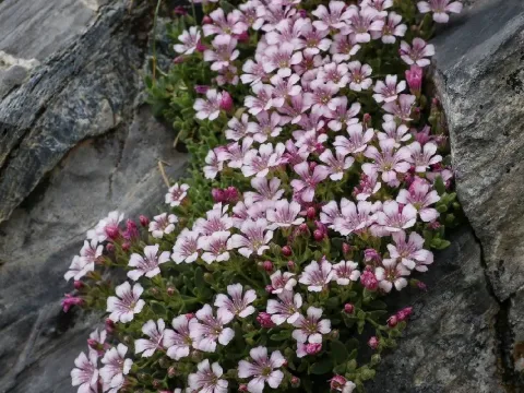 Gypsophila achaia