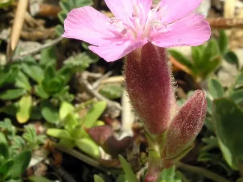 Soapwort