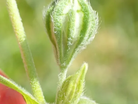 Silene apetala