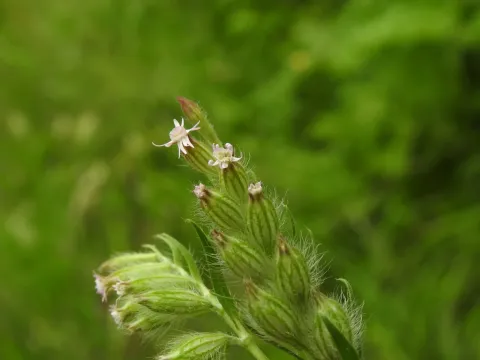 Silene disticha