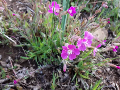Silene psammitis