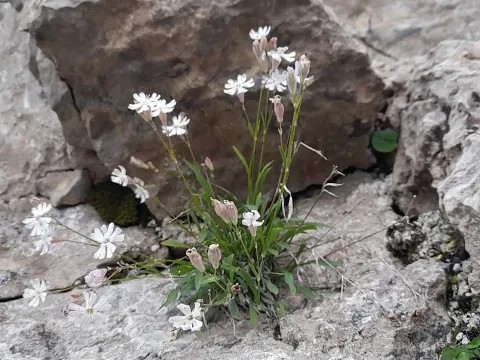 Смолёвка Бордери
