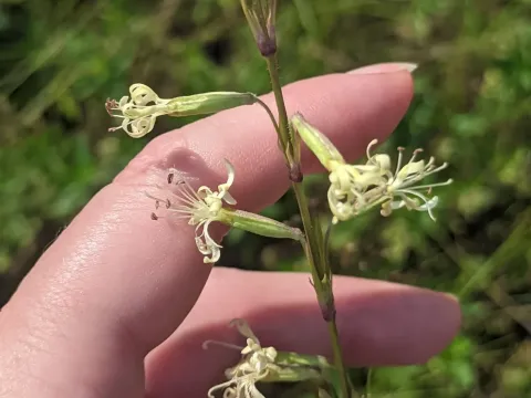 Tartar catchfly