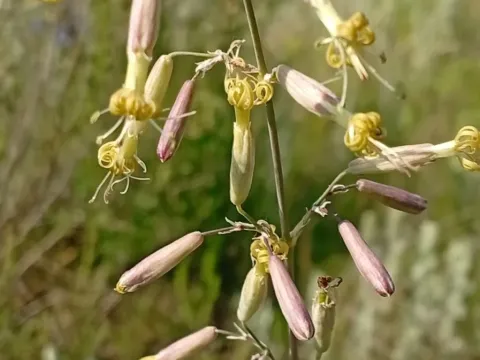 Green-flowered catchfly