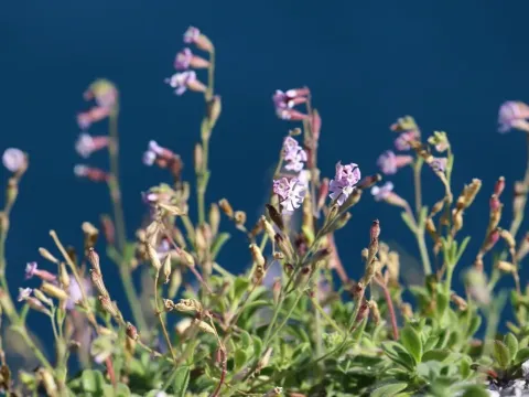 Silene obtusifolia