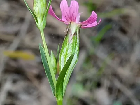 Silene stricta