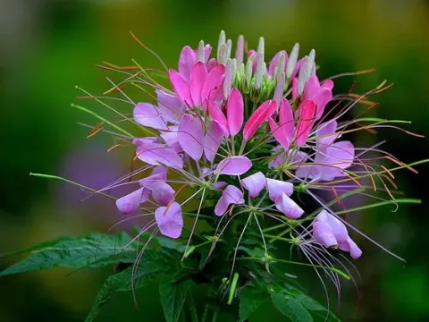 Cleome violacea