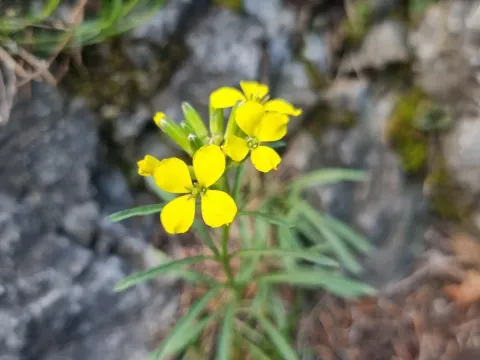 Woodland wallflower
