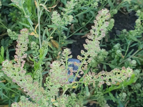 Apetalous pepperweed