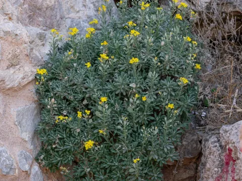 Акустон