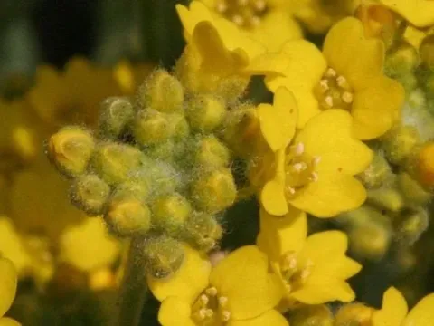 Alyssum handelii