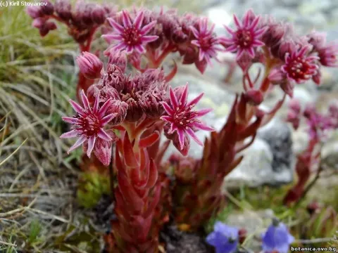 Reddish houseleek