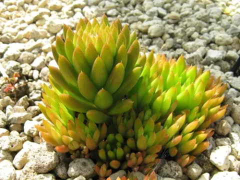 Orostachys