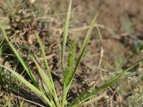 Elytrophorus
