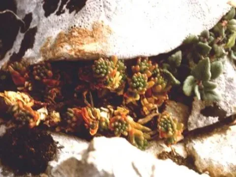 Sedum idaeum