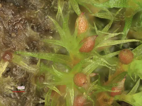 Pseudephemerum nitidum