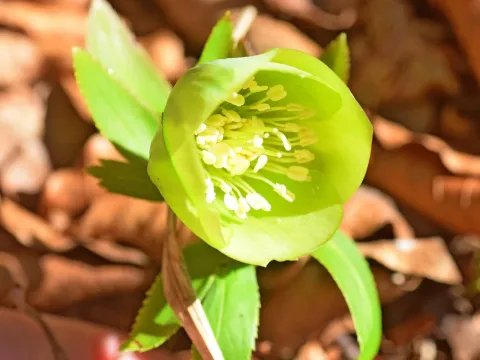 Helleborus cyclophyllus