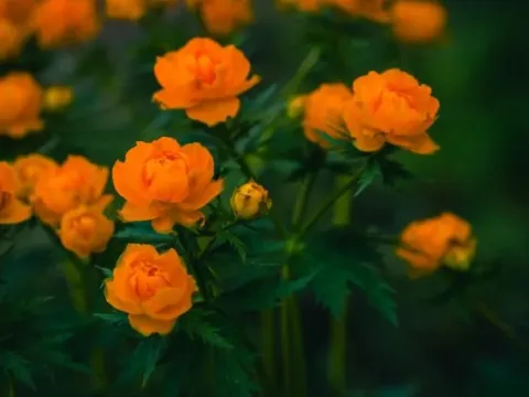 Купальница Ледебура