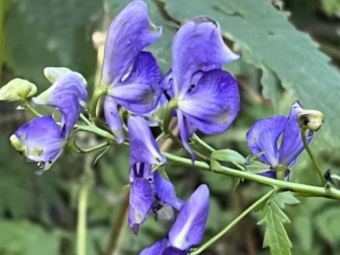 Аконіт строкатий