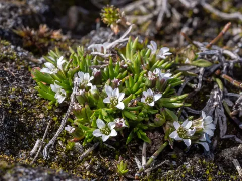 Arenaria pseudofrigida