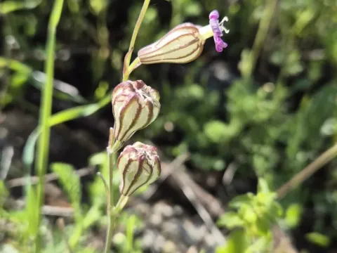 Silene secundiflora