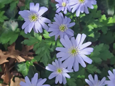Apennine anemone