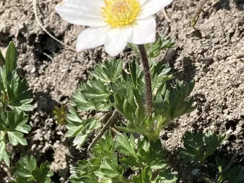 Monte Baldo anemone