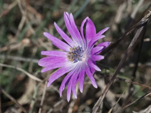 Broad-leaved anemone