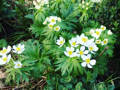 Narcissus-flowered anemone