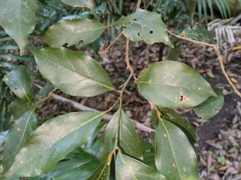 Endiandra